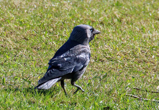 Image of Eurasian Jackdaw