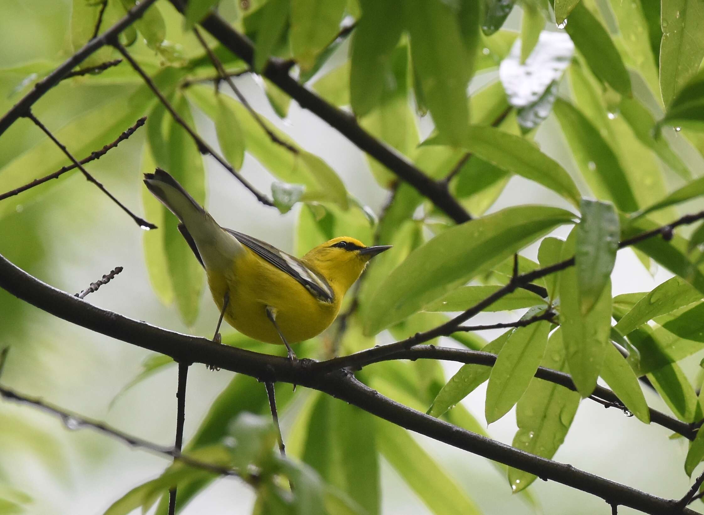 Image of Blue-winged Warbler