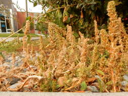 Image of slim amaranth
