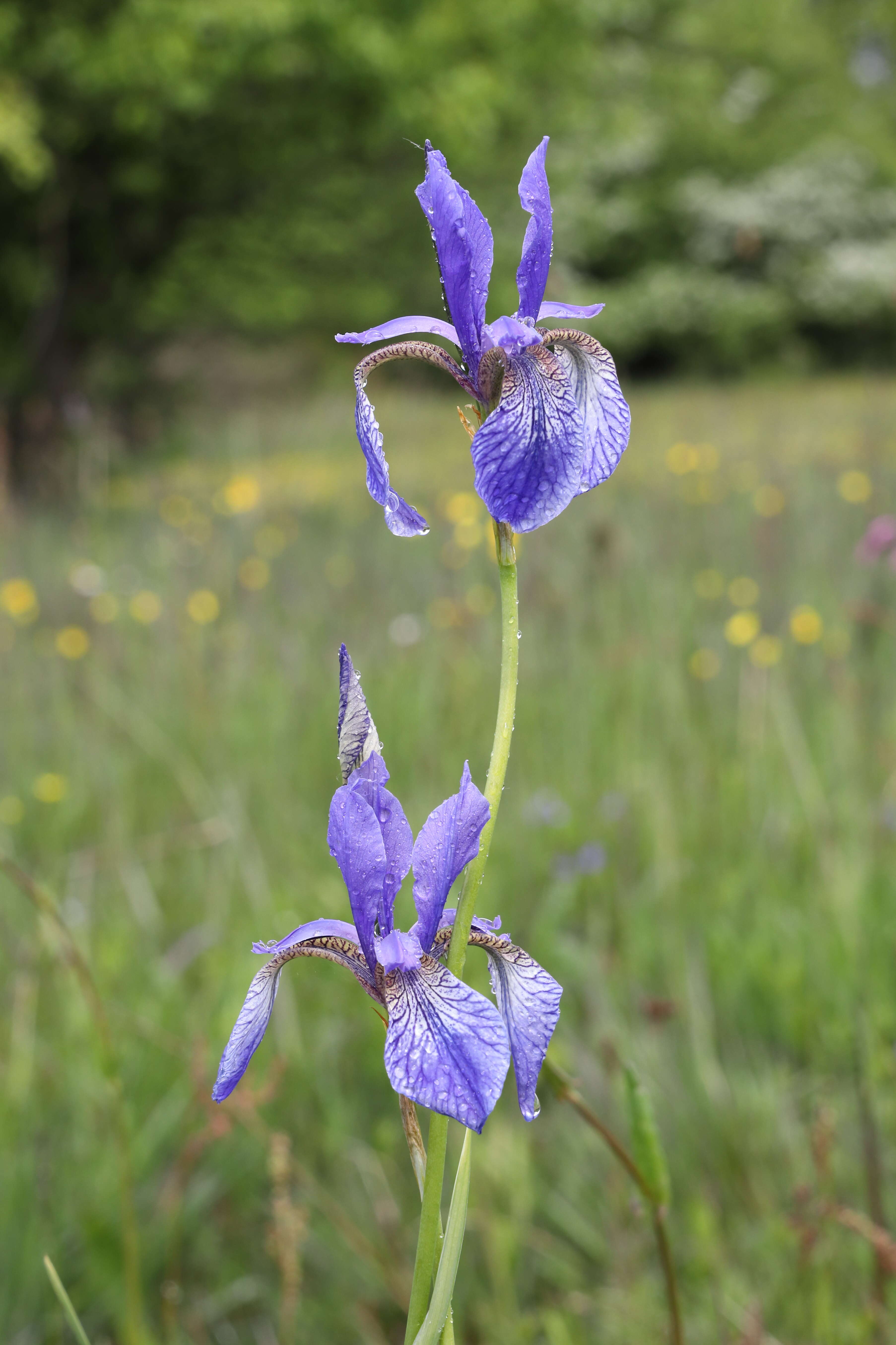 Image of German Iris