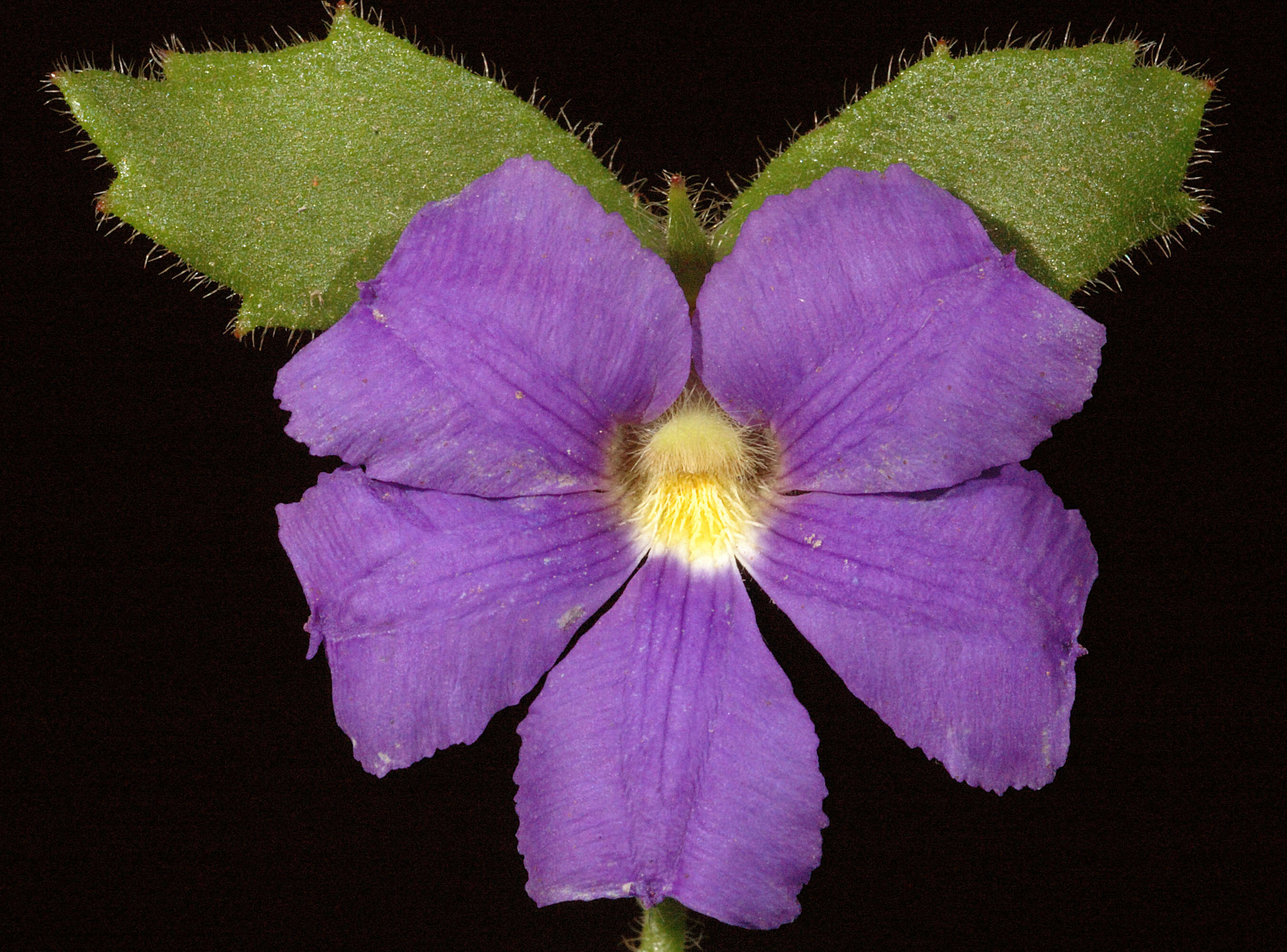 Imagem de Scaevola pilosa Benth.