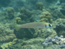 Image of Chinese zebra goby