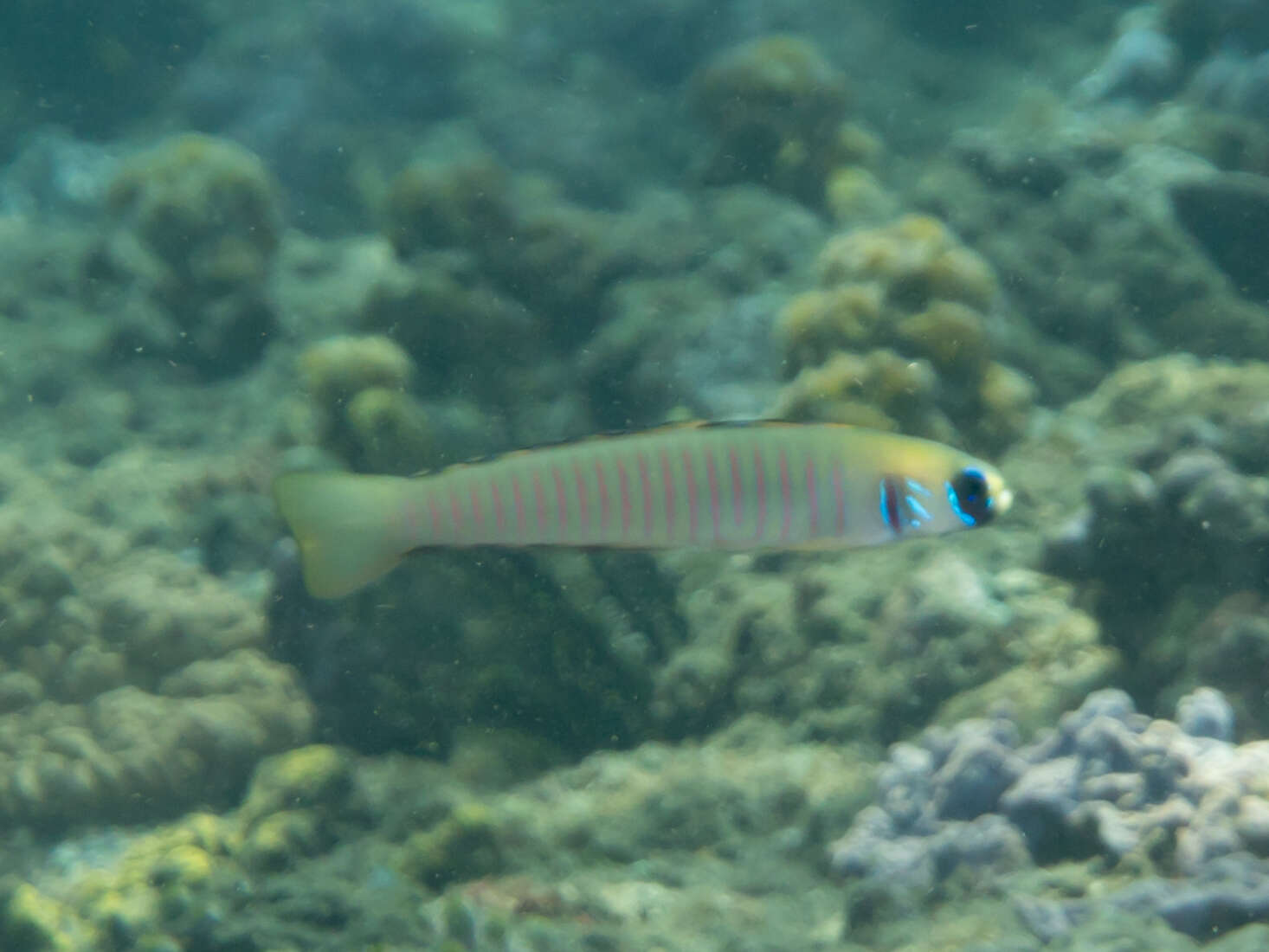 Image of Chinese zebra goby