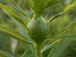 Imagem de Solidago altissima L.