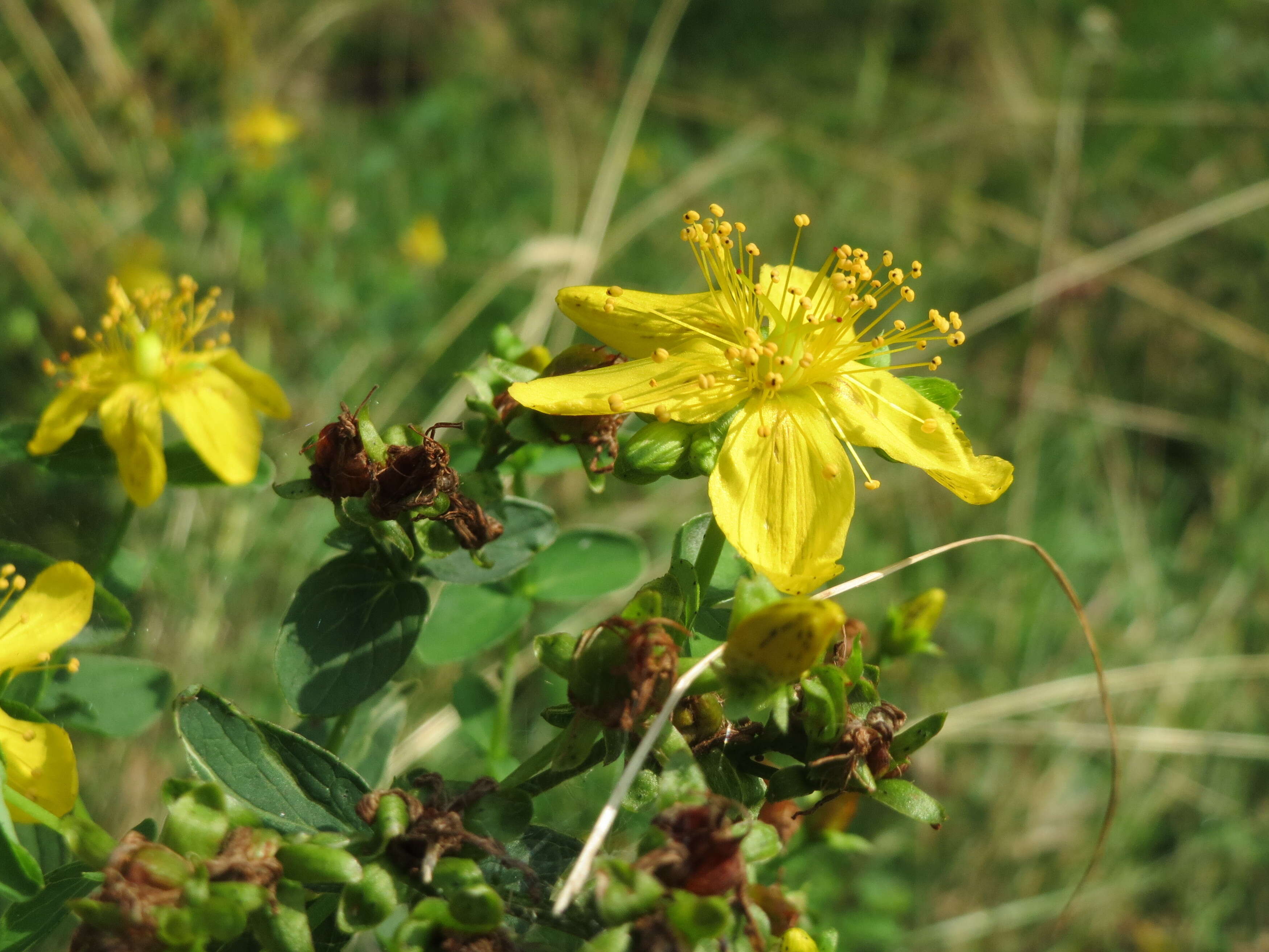 Image of spotted St. Johnswort