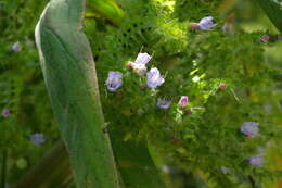 Image of Arthropodium milleflorum (Redouté) J. F. Macbr.