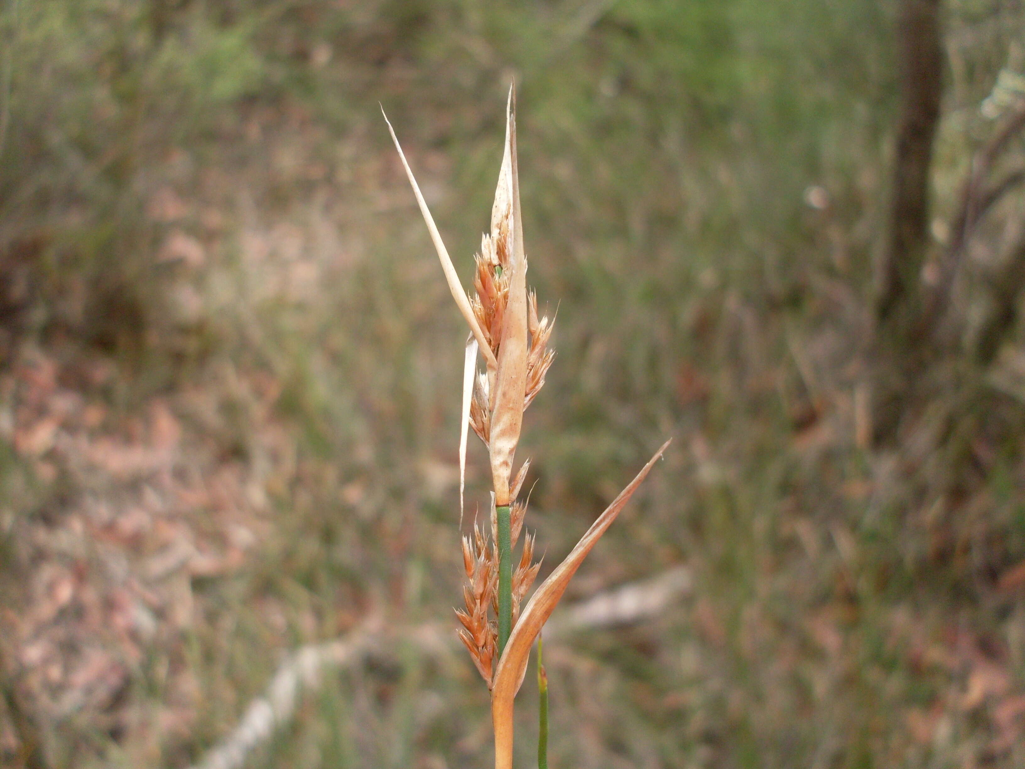 Слика од Lepyrodia scariosa R. Br.