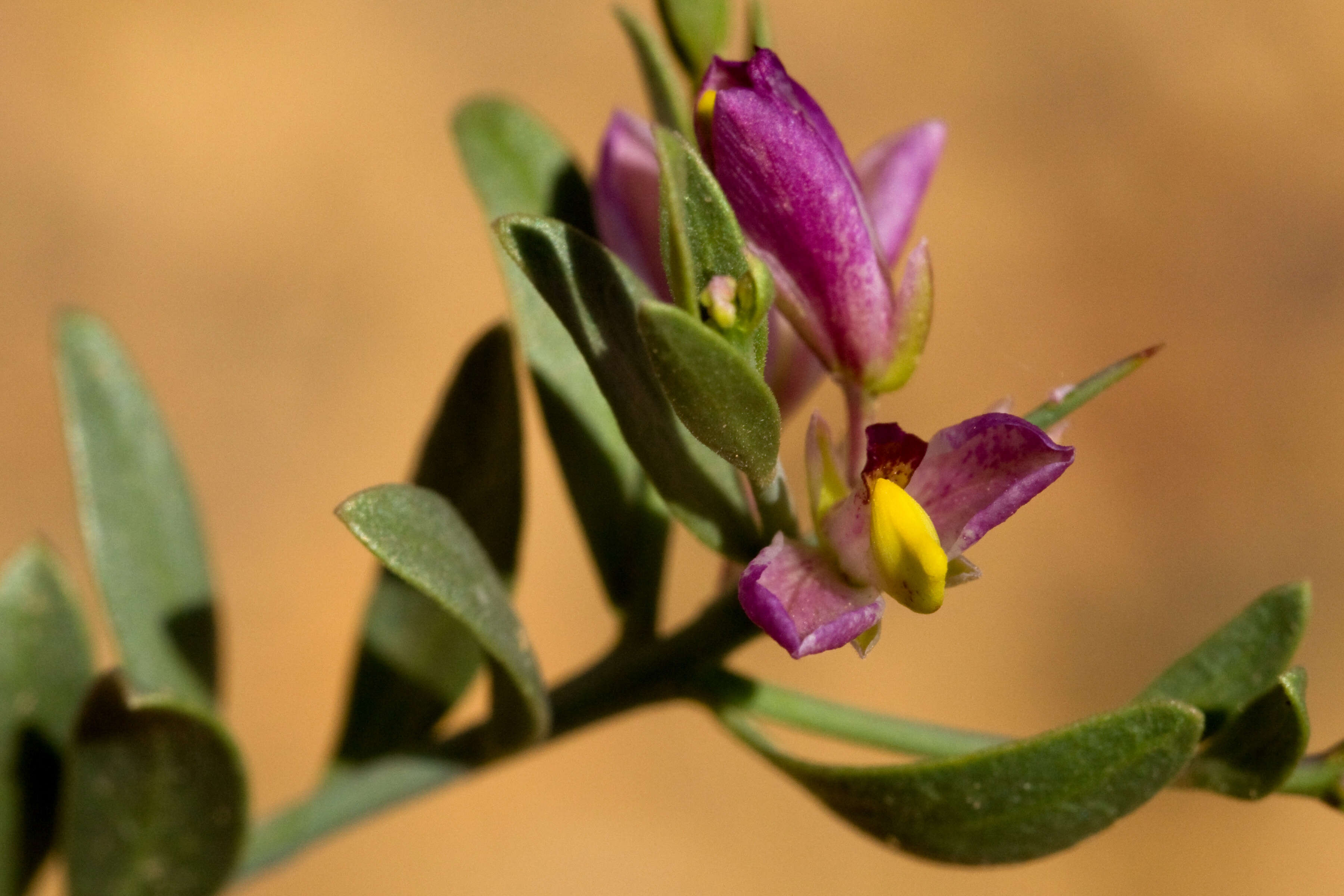 Image of Milkwort