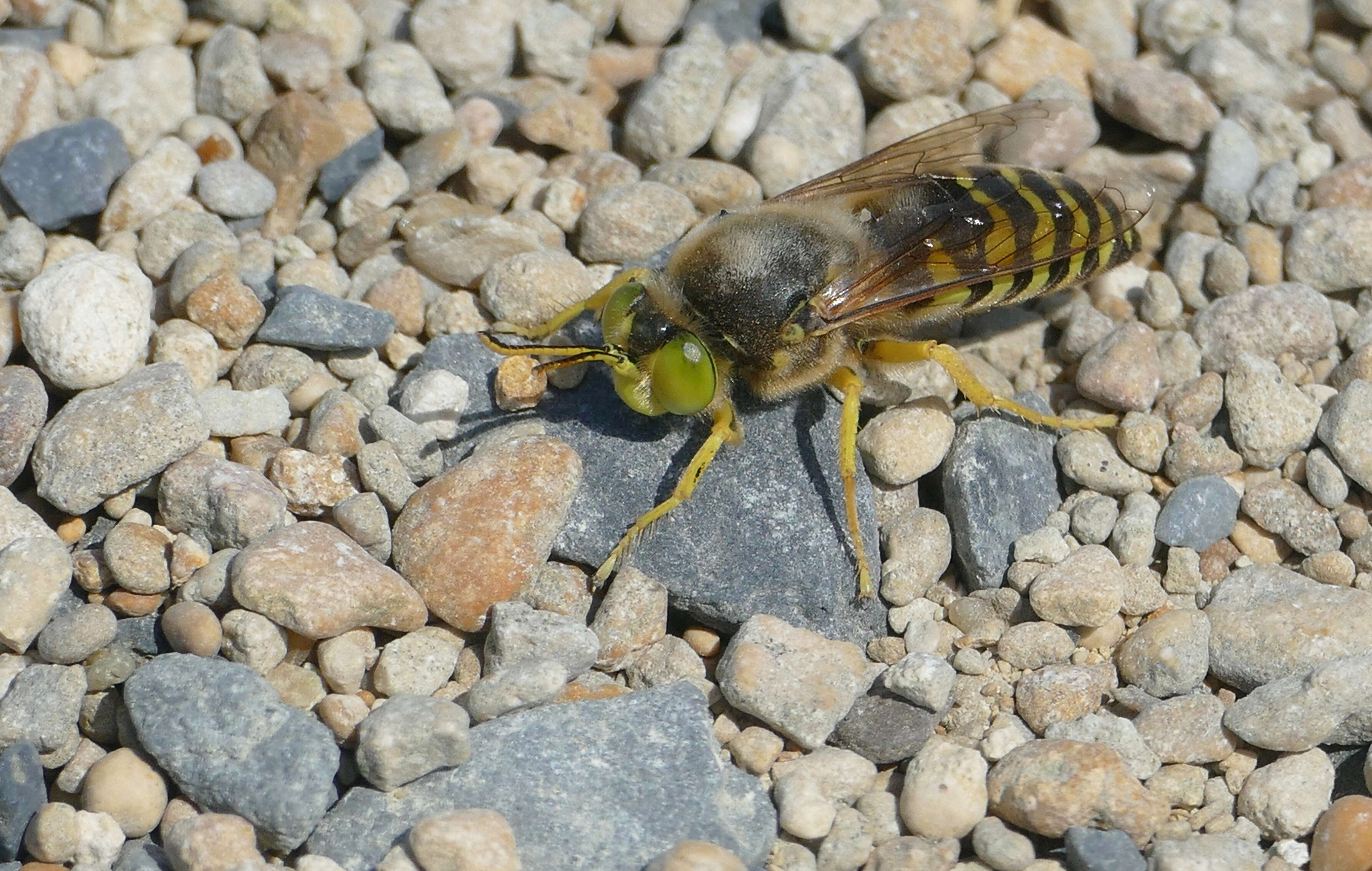 Image of Bembix rostrata (Linnaeus 1758)