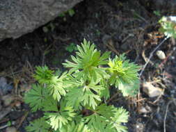 Imagem de Aconitum variegatum L.