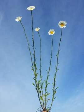 Image of Oxeye Daisy