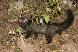 Image of Common palm civet