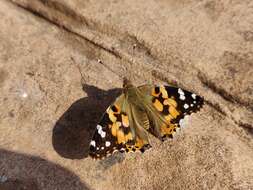 Image of Vanessa cardui