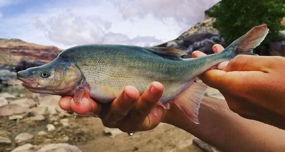 Image of Humpback Chub