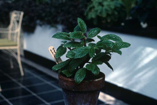 Слика од Begonia ulmifolia Willd.