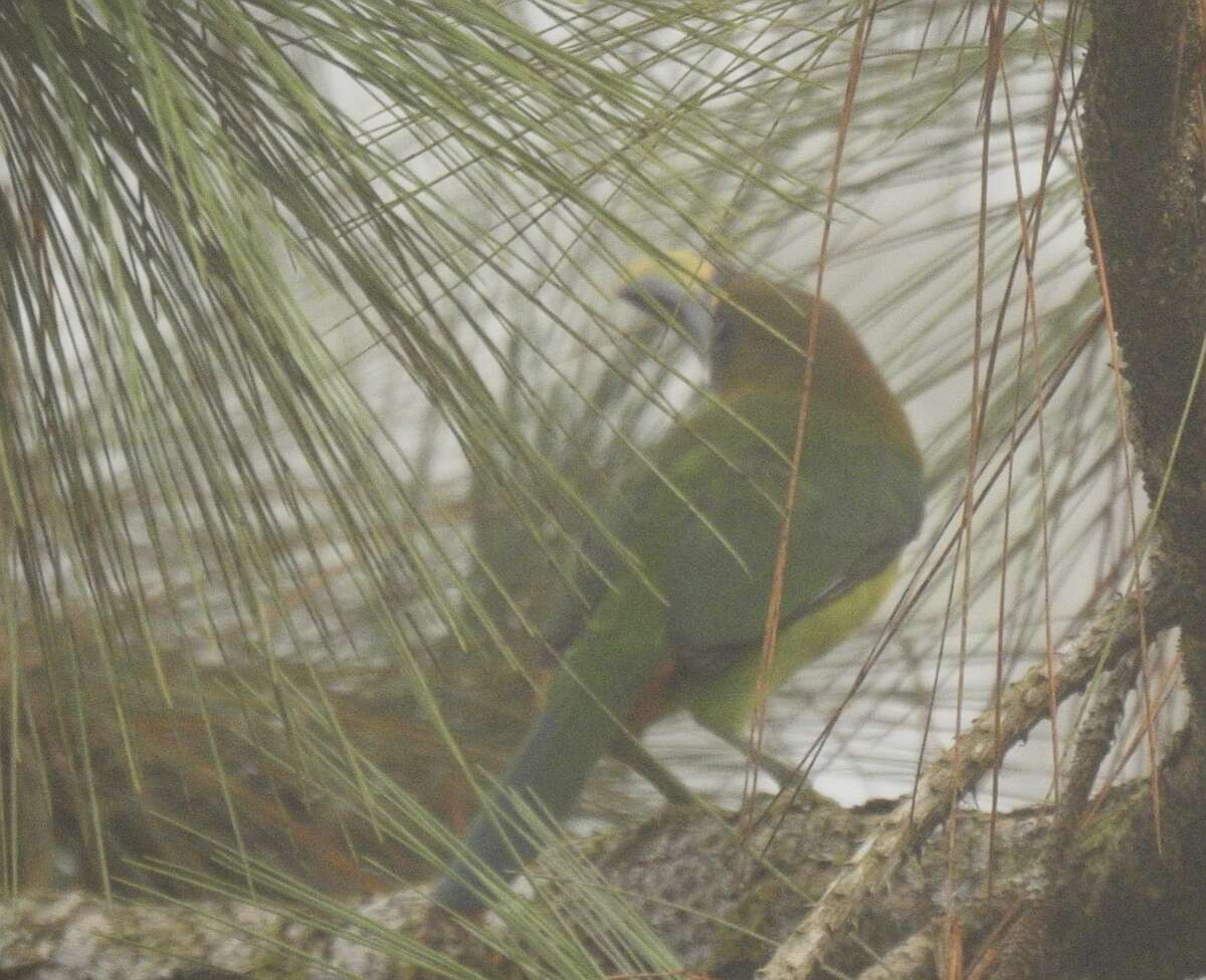 Image of Blue-throated Toucanet