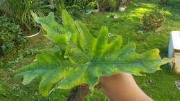 Sivun Alocasia nycteris Medecilo, G. C. Yao & Madulid kuva