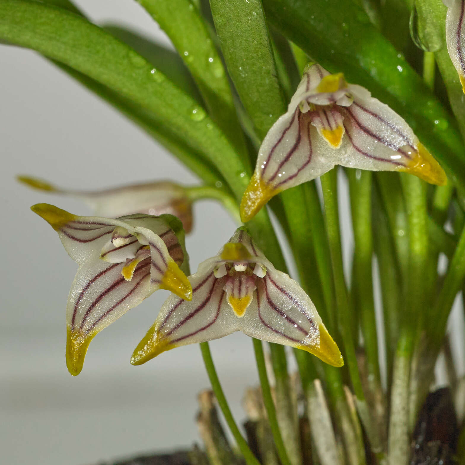 Plancia ëd Masdevallia striatella Rchb. fil.