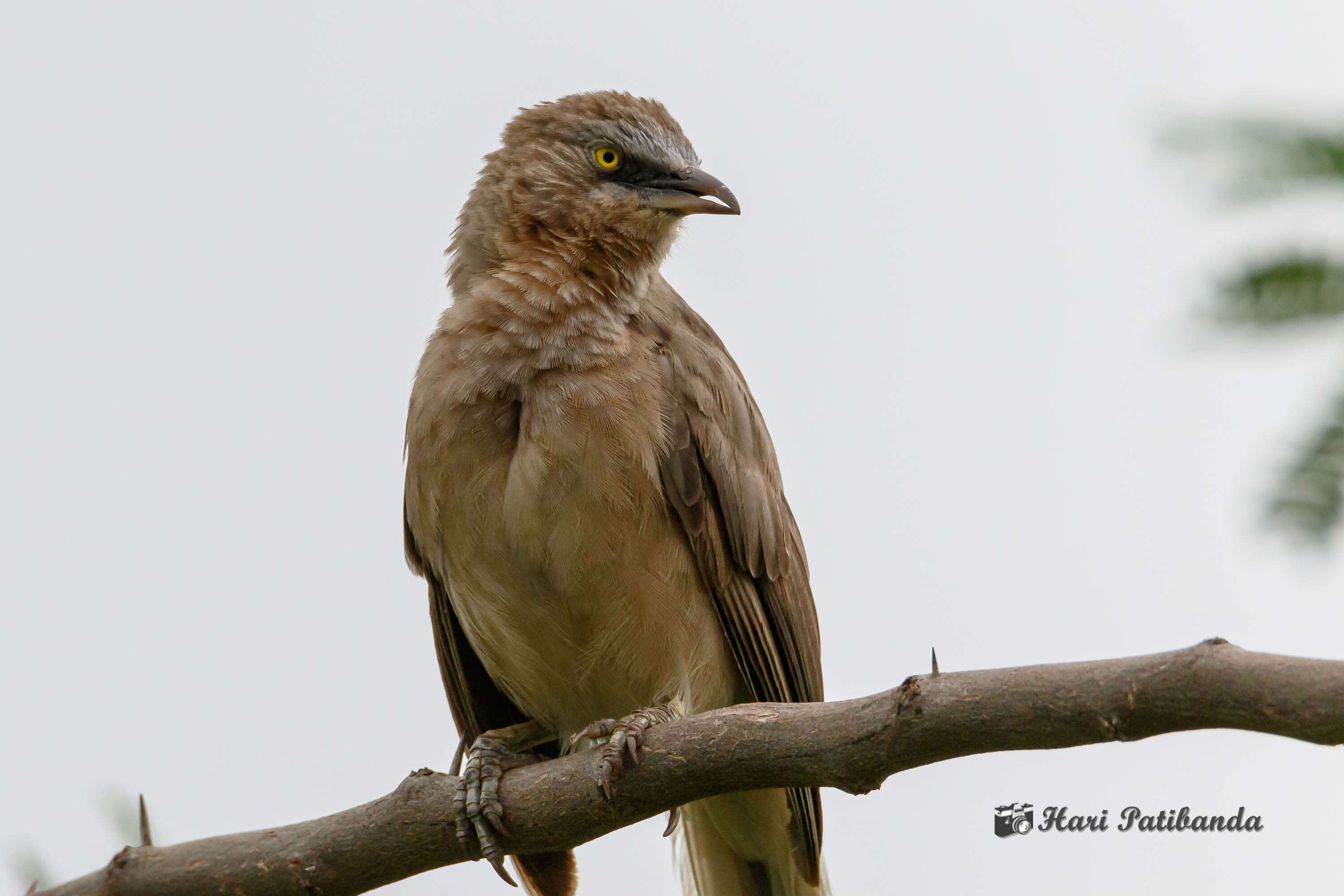 Image of Large Grey Babbler