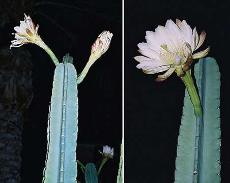 Image of Lady of the Night Cactus