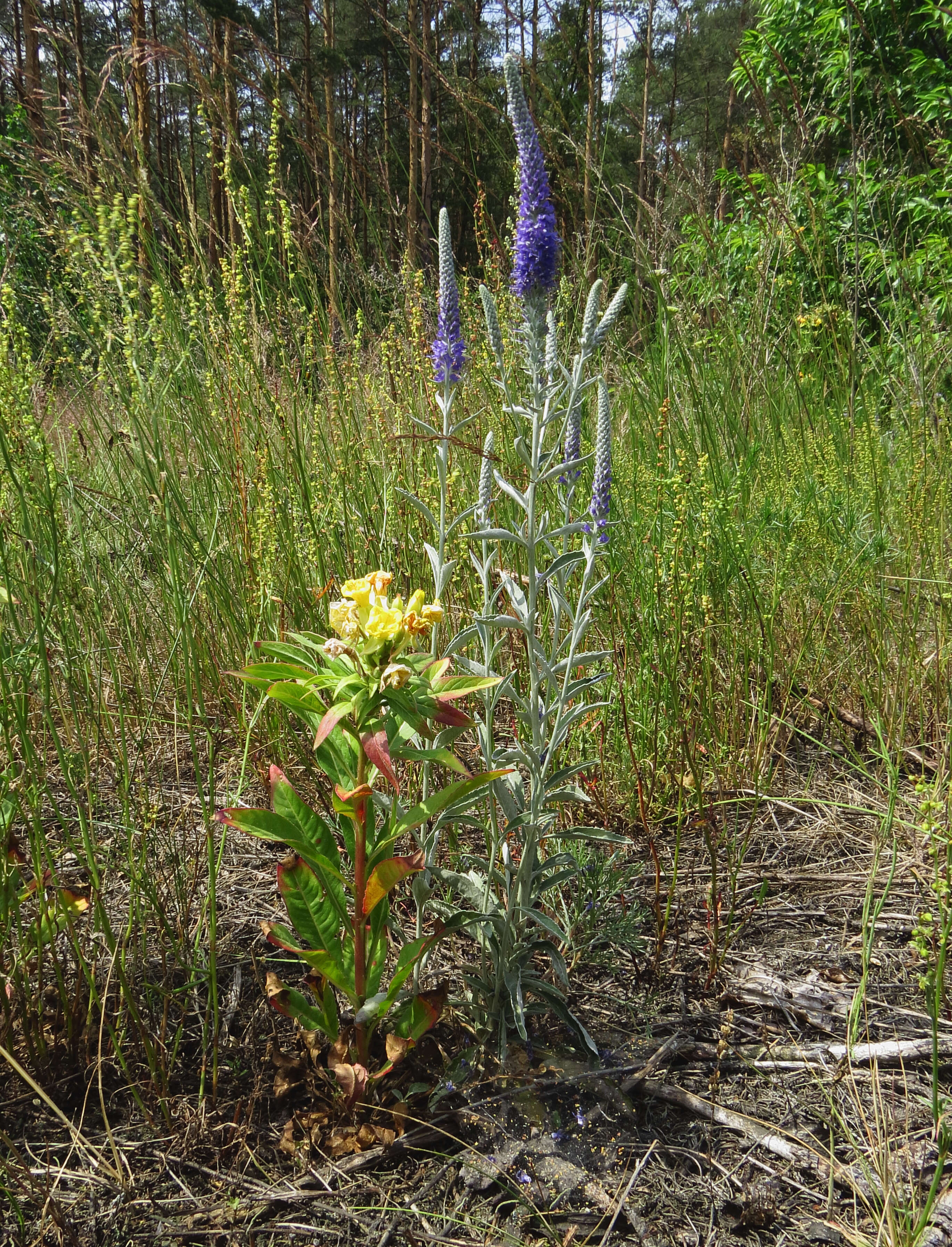 Image of Veronica incana L.