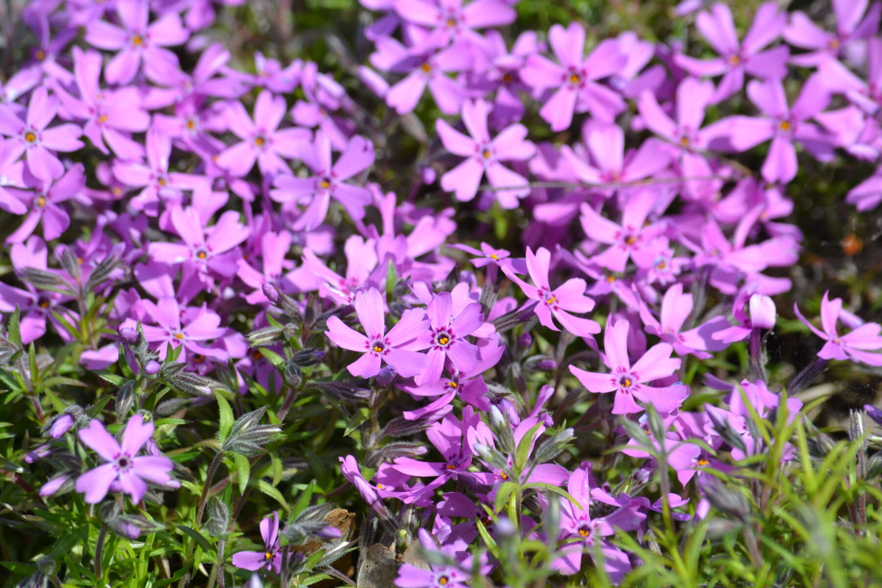 Image of moss phlox