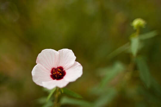 Imagem de Anisodontea capensis (L.) D. M. Bates