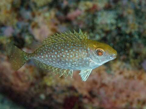 Image of Dusky rabbitfish