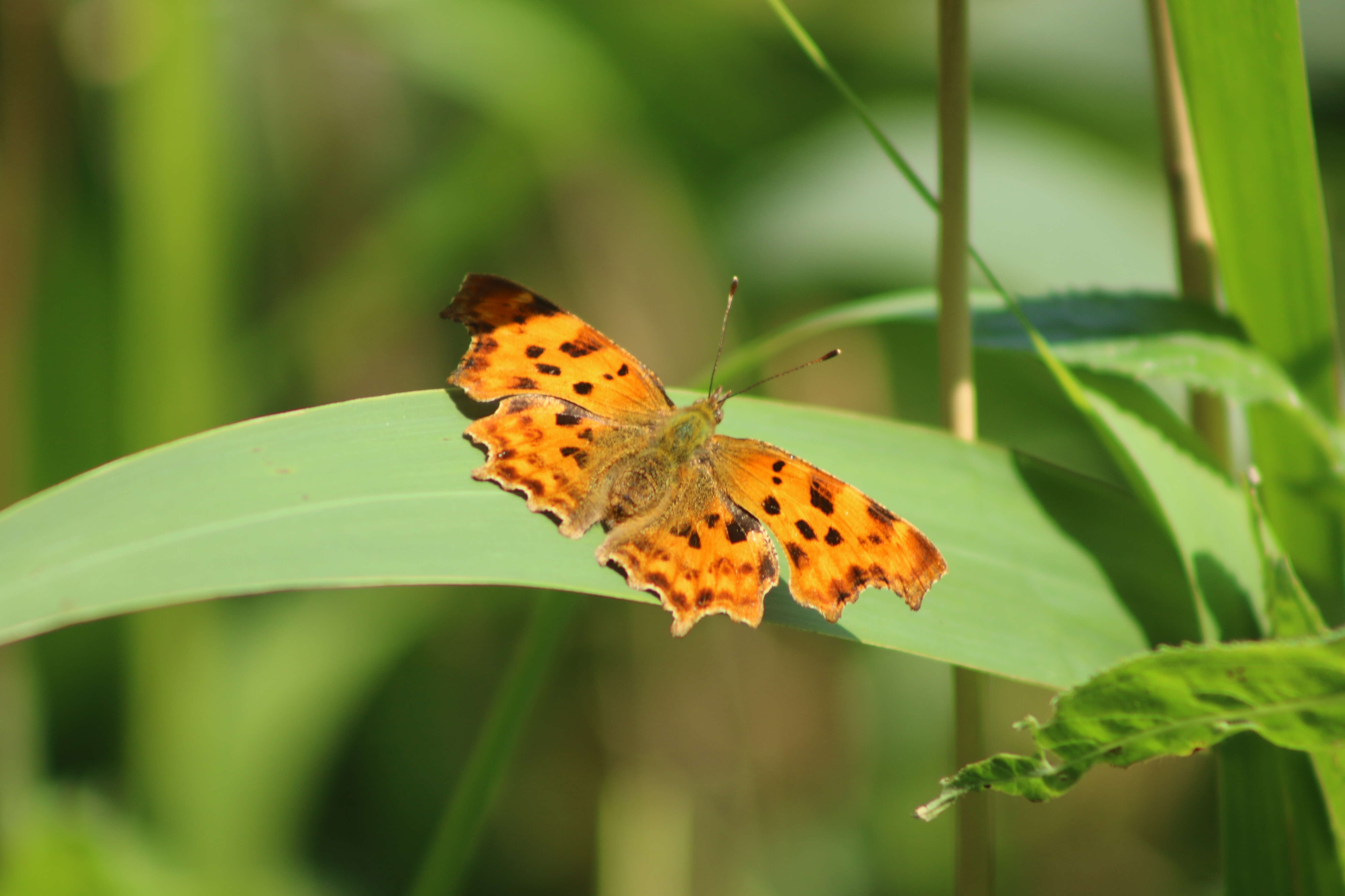 Image of Comma