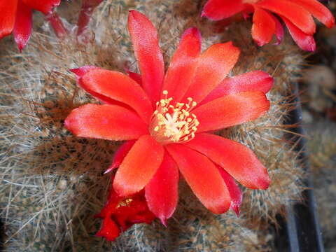 Imagem de Rebutia pulvinosa F. Ritter & Buining