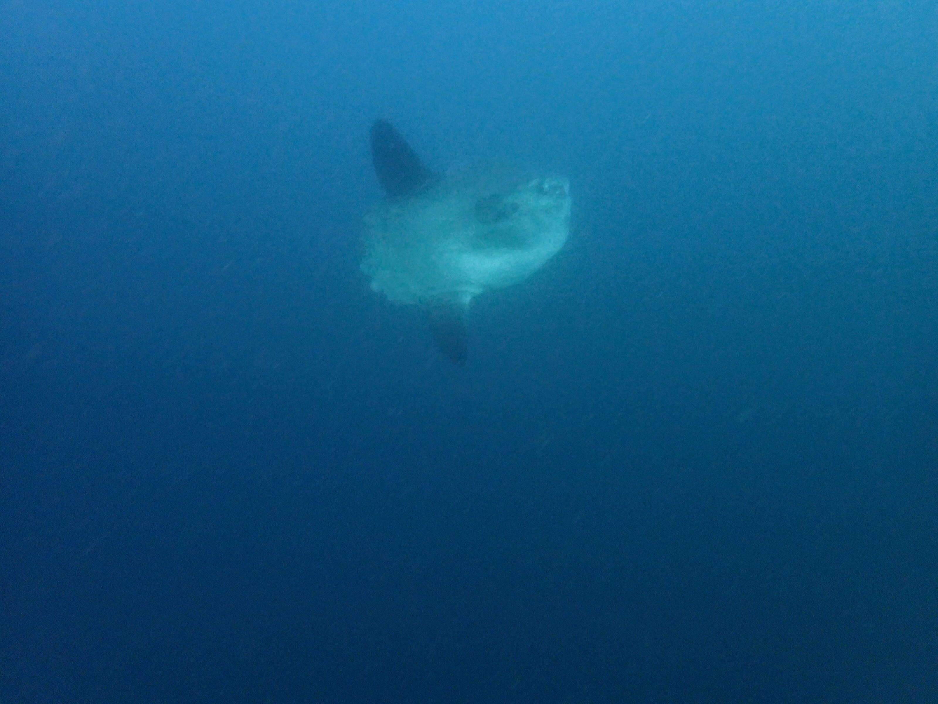 Image of Mola