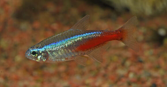 Image of Neon tetra