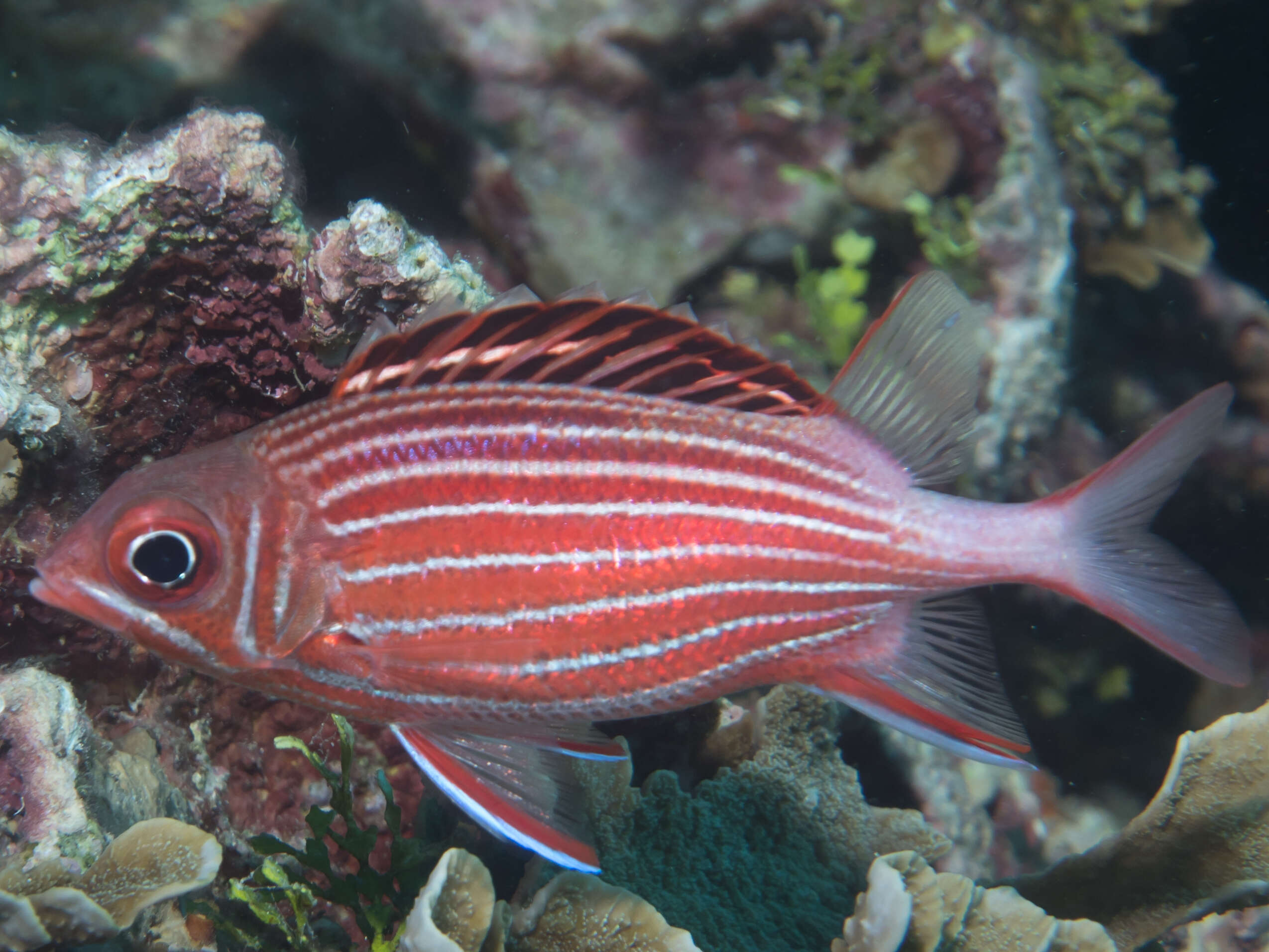 Image of Crown Squirrelfish