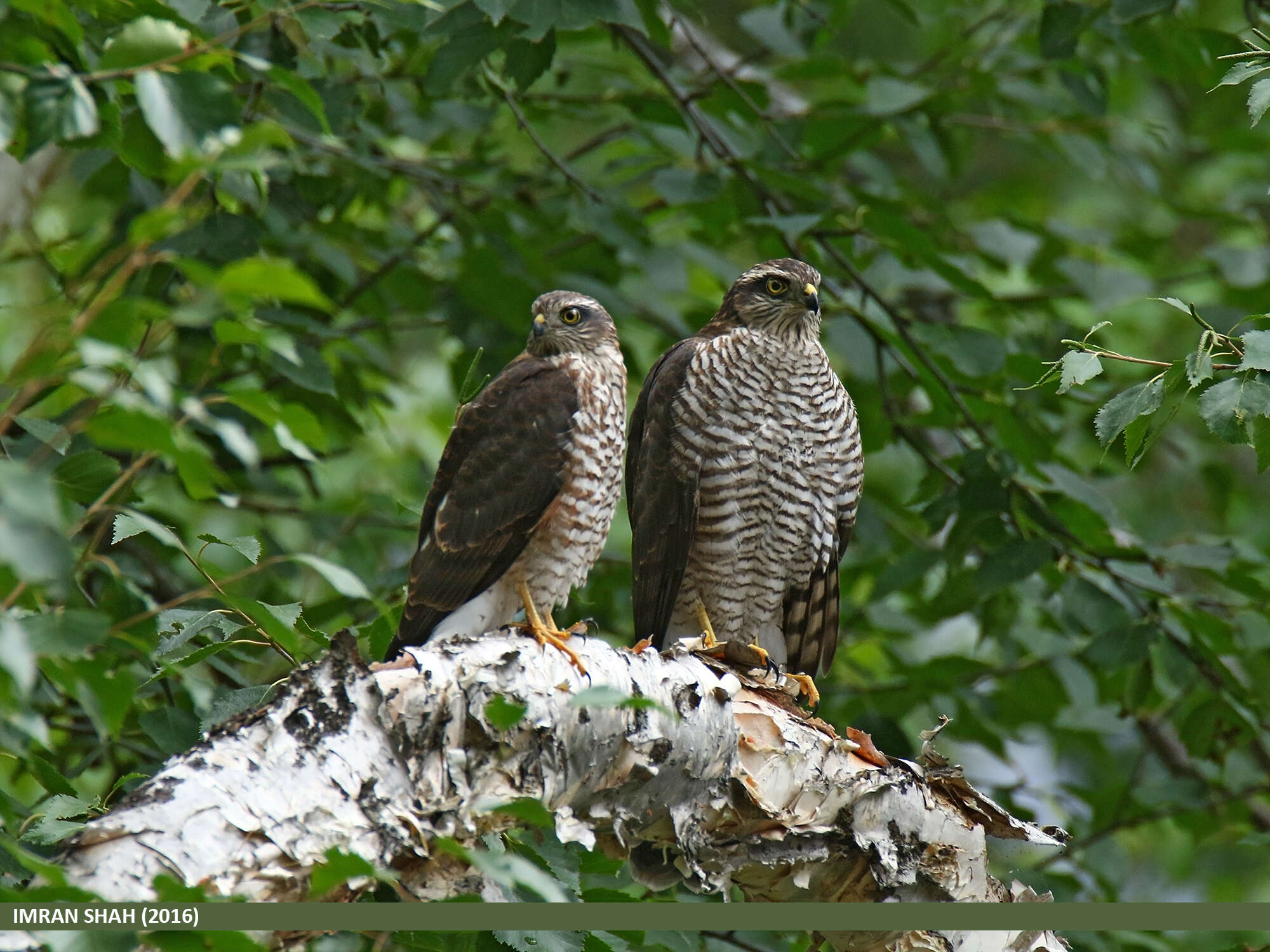 Image of Eurasian Sparrowhawk