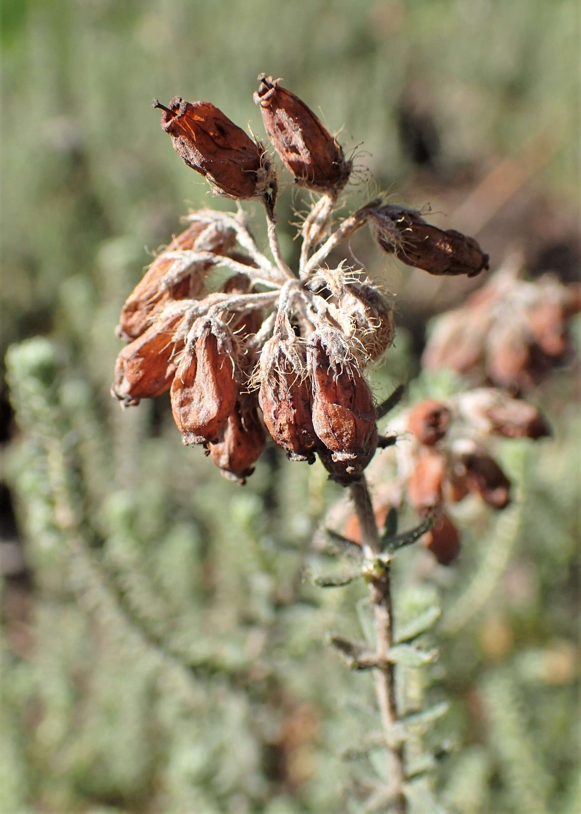 Image of Bog Heather