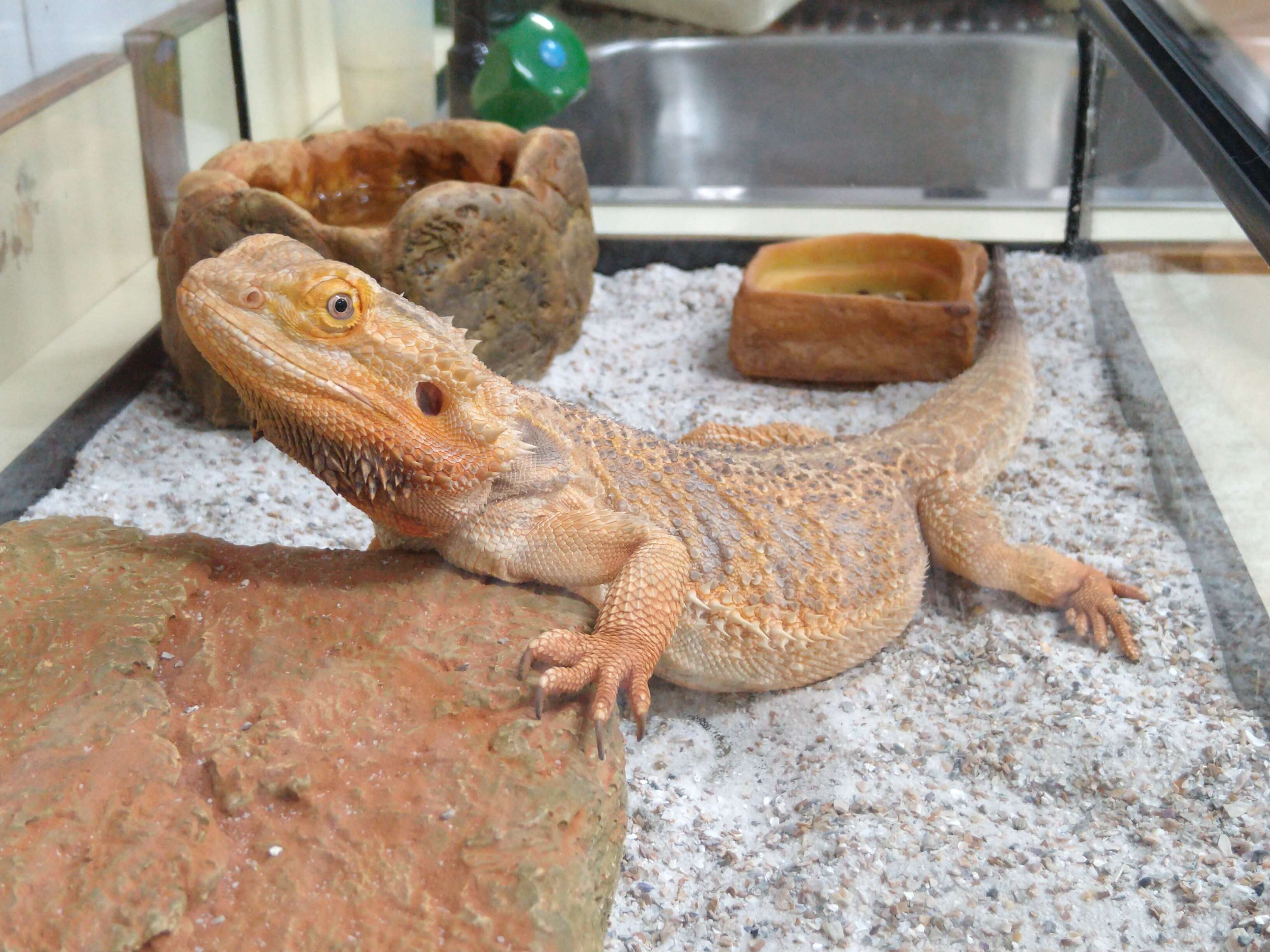 Image of Central bearded dragon