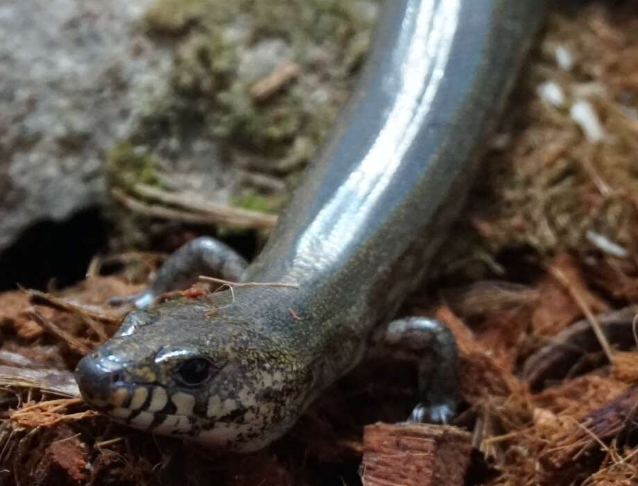 Image de Amphiglossus reticulatus (Kaudern 1922)