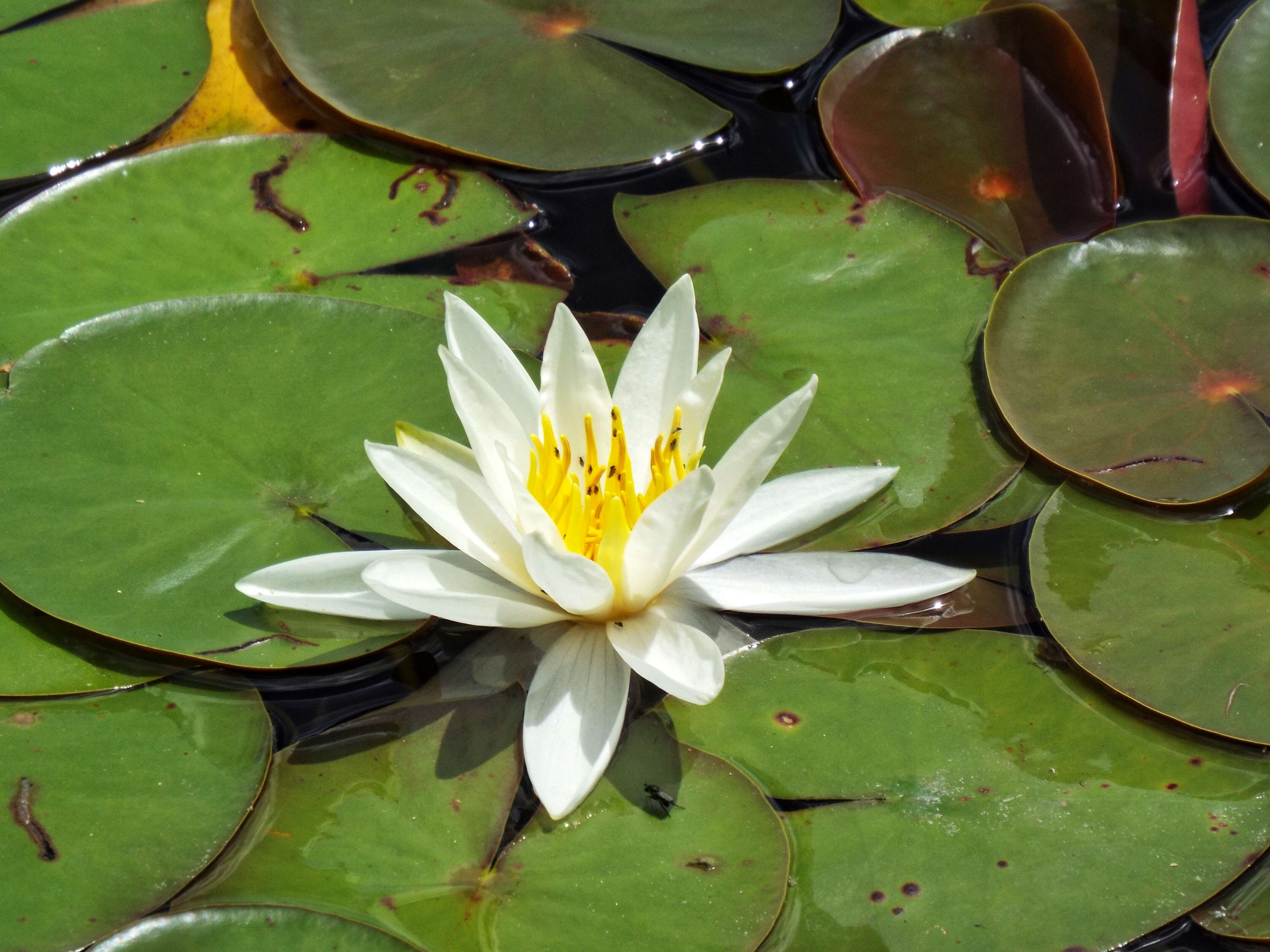 Image of waterlilies