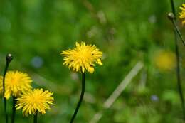 Image of Hairy Cat's-Ear