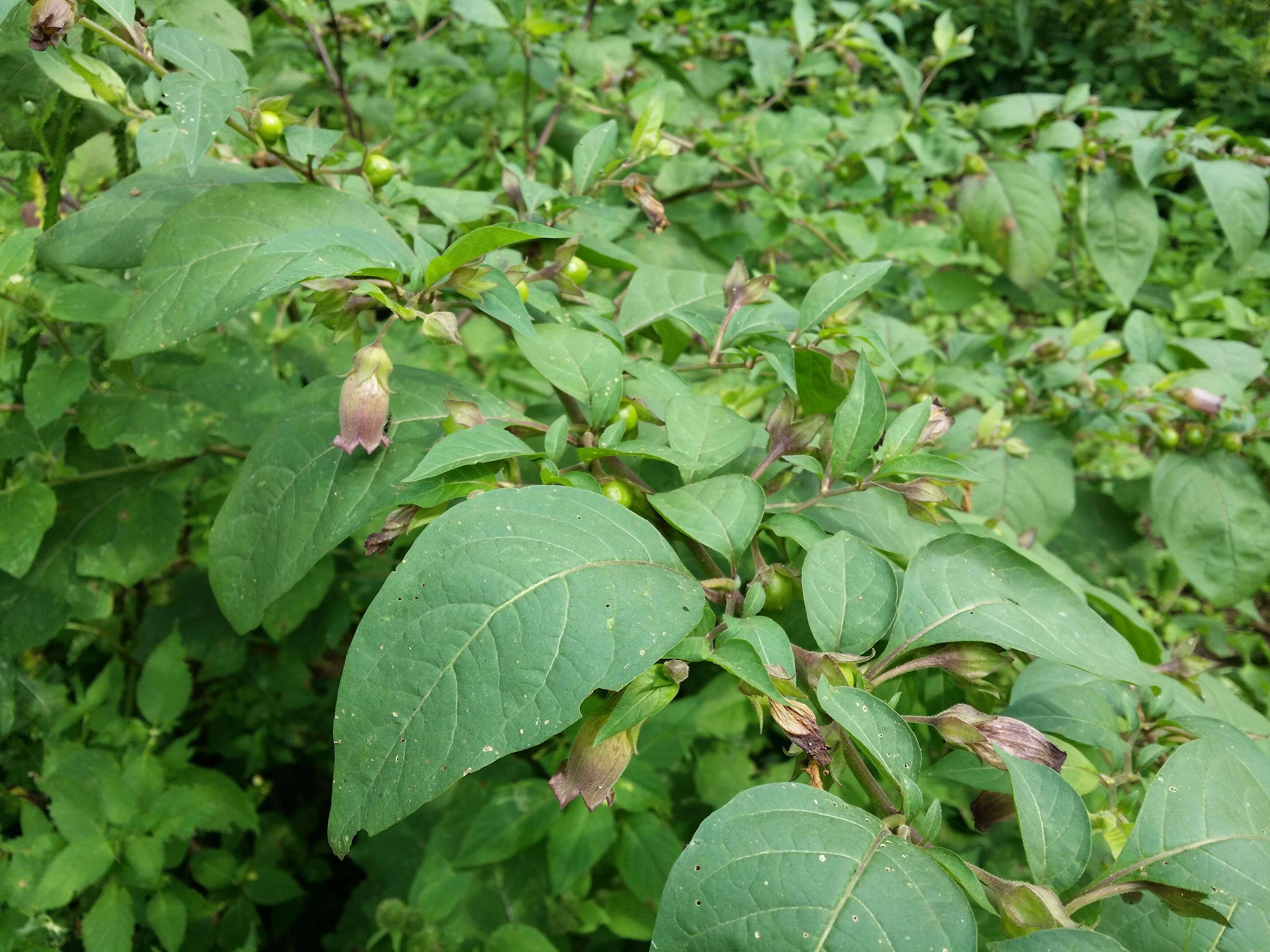 Image of Deadly Nightshade