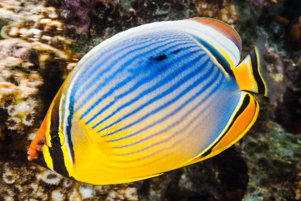 Image of Lineated Butterflyfish