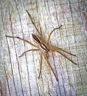 Image of Rabid Wolf Spider