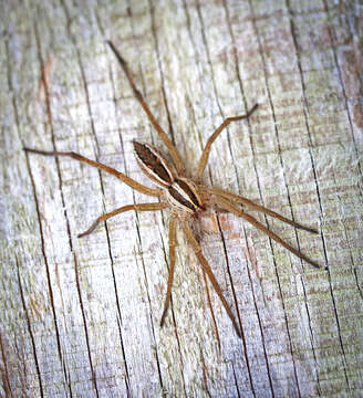 Image of Rabid Wolf Spider