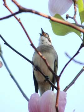 Image of Light-vented Bulbul