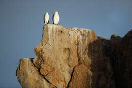 Image of White-bellied Sea Eagle