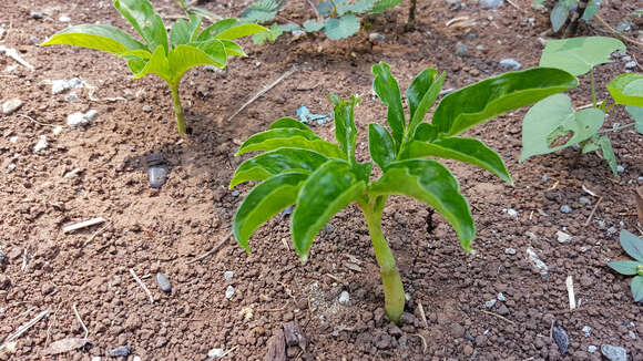 Image of Elephant foot yam