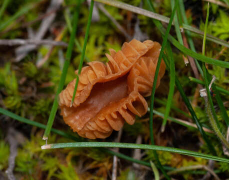 Image of Laccaria laccata (Scop.) Cooke 1884