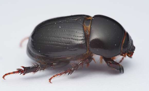 Image of black lawn beetle