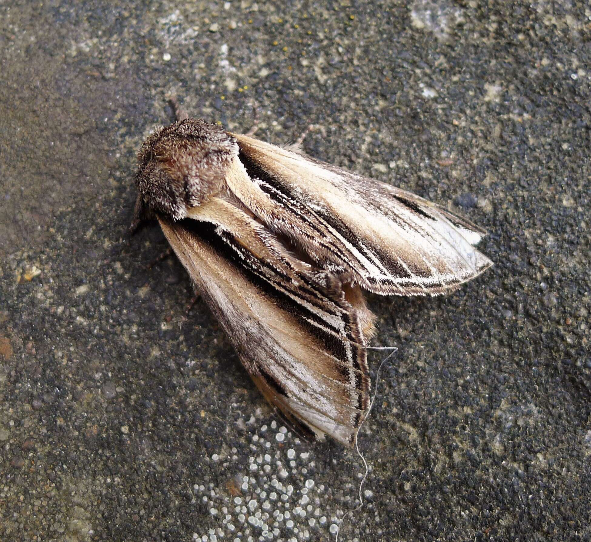 Image of Greater Swallow Prominent