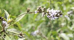 Image of Psoralea glandulosa L.